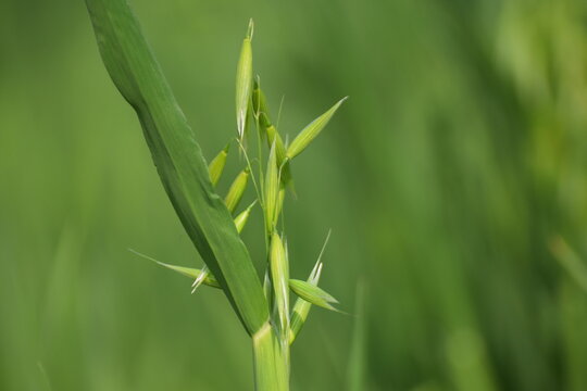 avena fatua, Oat, Wild oat (Avena fatua). Poaceae. Bifidus. A weed that grows in clusters along roadsides. Wild oats like weeds growing in a field (Avena fatua, Avena ludoviciana)