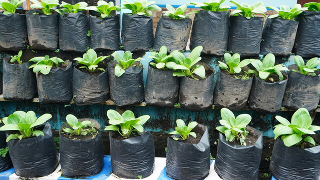 Lush bok choy vegetables (Brassica rapa subsp. chinensis) are cultivated in small black bags on the pavement