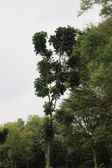 Obraz premium Tall Slender Tree Rising Above Woodland. Vertical Forest Accent Under Pale Sky. Isolated Crown Emerging From Greenery. Natural Height Landmark In Calm Setting