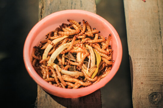 High protein mealworms or superworms in a bowl for pet food and animal feed. Ideal for themes involving exotic pet care (reptiles, birds, fish), organic animal farming, sustainable protein sources.