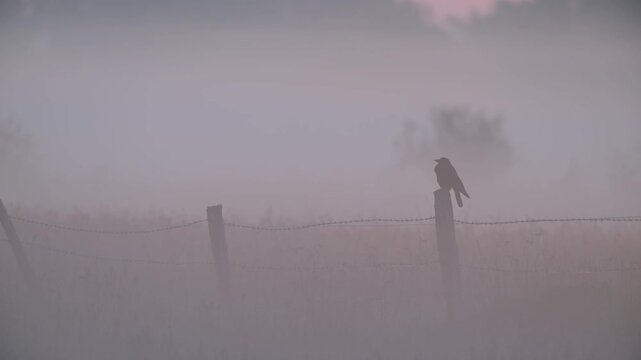 A carrion crow perches on a fence post in a wet moorland meadow in the morning mist, summer, north rhine westphalia (corvus corone), germany