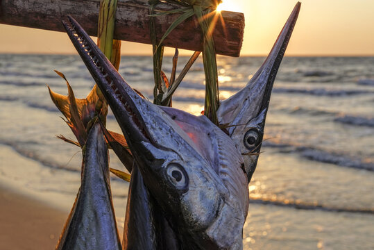 Espadons fraichement p&ecirc;ch&eacute;s