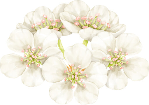 watercolor blossom flowers