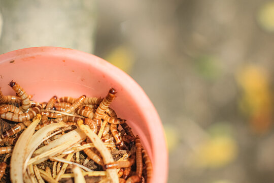 High protein mealworms or superworms in a bowl for pet food and animal feed. Ideal for themes involving exotic pet care (reptiles, birds, fish), organic animal farming, sustainable protein sources.
