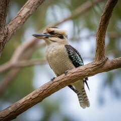Kookaburra perched on a branch in natural habitat, Australia.