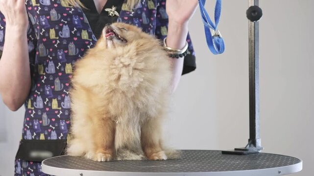 A precious Pomeranian dog sits on a professional grooming table, receiving gentle touches and expert styling from a skilled caretaker during the day