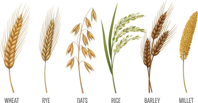 Realistic cereal crops vector set. Wheat, rye, oats, rice, barley and millet illustration. Detailed agriculture grain collection for farm branding and organic food design.