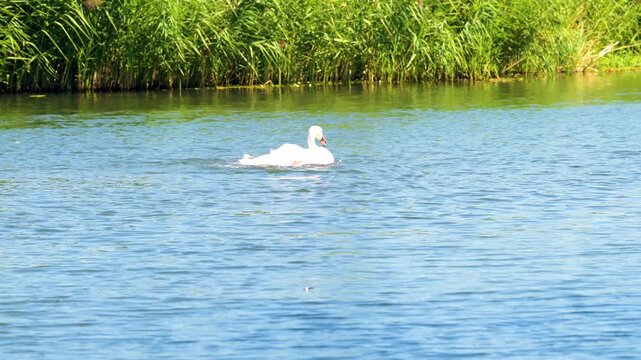 Ein Schwan bei seiner Gefiederpflege