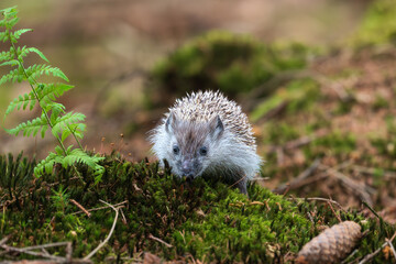 Young hedgehog in natural habitat © Rudolf
