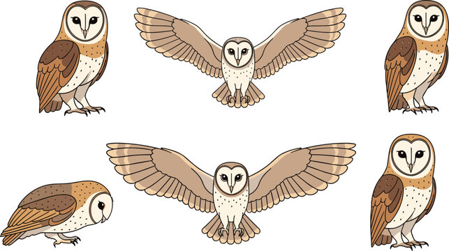 Flat vector illustration set of beautiful barn owl collection with various flying and perching poses for wildlife nature forest bird watching and education.