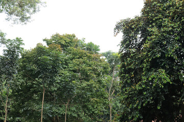 Obraz premium Dense Woodland Canopy In Layered Greens. Rich Forest Crown Beneath Bright Sky. Lush Vegetation Wall In Outdoor Scene. Natural Tree Mass Forming Scenic Depth