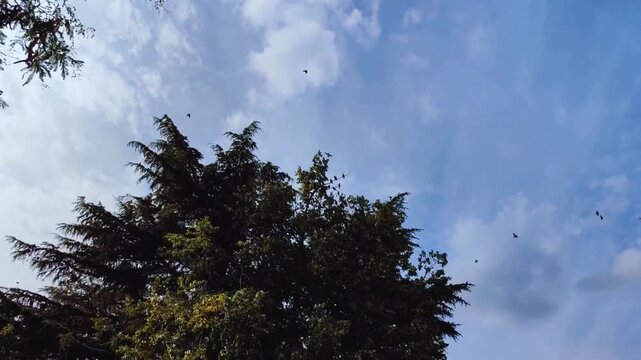 flock of birds flying across a blue sky in the sky with clouds high quality hd horizontal video