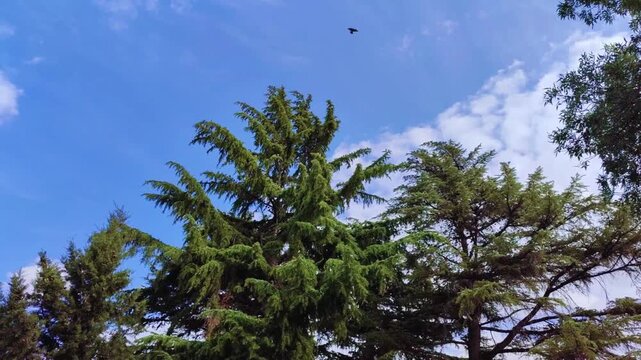 flock of birds flying across a blue sky in the sky with clouds high quality hd horizontal video