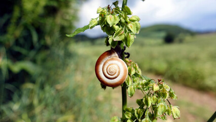 Macro shot of a snail with a spiral shell on a green plant, nature background. © Patrizia