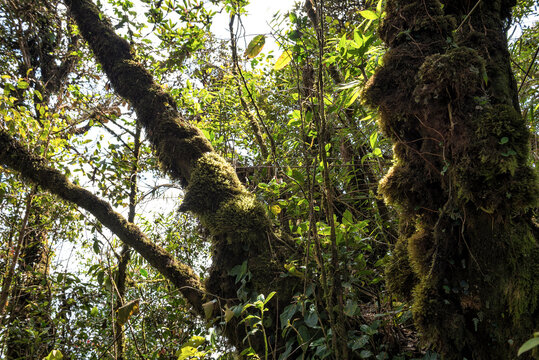 Mystical Mossy Forest Landscape in Cameron Highlands, Malaysia - Ancient trees blanketed in vibrant green moss under soft filtered sunlight. Twisted roots and dense undergrowth.
