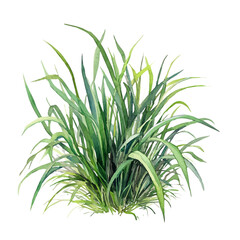 Fototapeta premium Watercolor illustration painting of Vetiver, minimal, isolated on a white background.