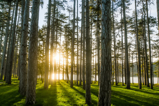 Beautiful landscape of a sunrise over the forest with a lake in the background