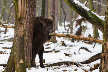 Rodzina żubrów  w starym lesie Pszczyny Jankowic Polska © kubikactive