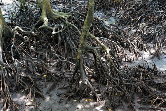 Thick mangrove forest featuring intricate aerial roots spreading across muddy tidal ground near calm water. The tropical wetland ecosystem .