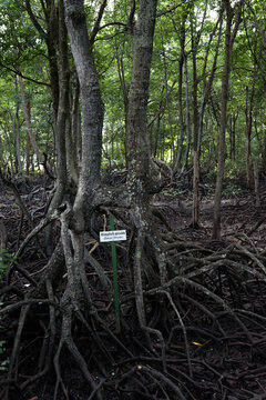 Dense Rhizophora Apiculate Mangrove Forest with Exposed Aerial Roots in Coastal Wetland - Mangrove roots spreading across muddy tidal ground near calm water.