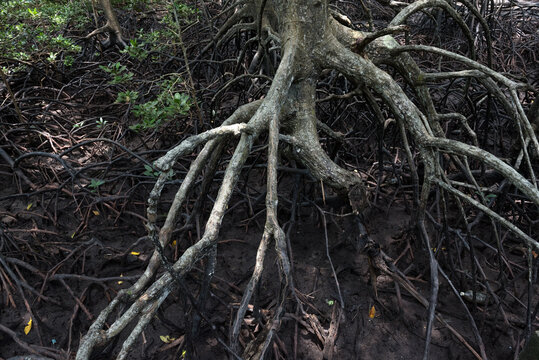 Thick mangrove forest featuring intricate aerial roots spreading across muddy tidal ground near calm water. The tropical wetland ecosystem .