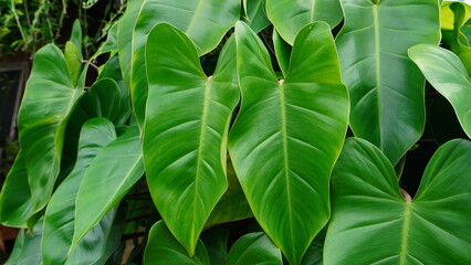 Lush green leaves of Philodendron rugosum or Philodendron are captured in a detailed close up. This shot uses sharp focus and natural light to emphasize the glossy texture and organic patterns. © wahid HA