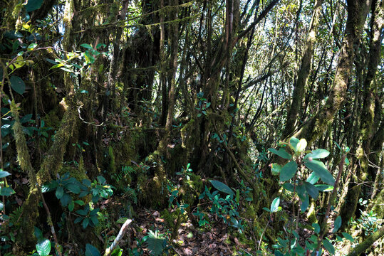 Mystical Mossy Forest Landscape in Cameron Highlands, Malaysia - Ancient trees blanketed in vibrant green moss under soft filtered sunlight. 