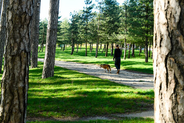 
Young girl walking in the forest with her border collie near the town of Revel and its lake.