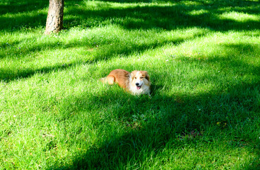 Pretty border collie in the fresh grass