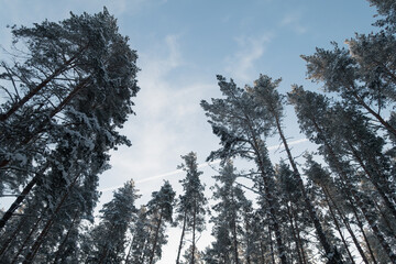 frost in a winter forest with coniferous trees covered with snow