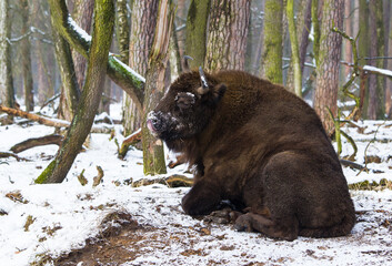 Rodzina żubrów  w starym lesie Pszczyny Jankowic Polska © kubikactive