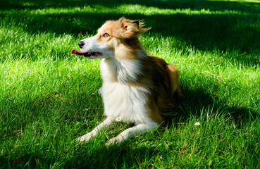 Pretty border collie in the fresh grass