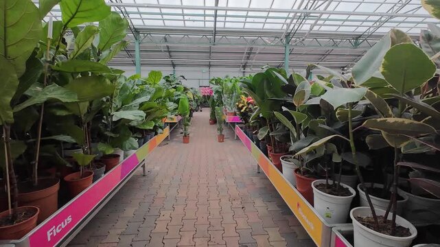 Rows of large potted indoor plants, including Fiddle Leaf Figs and Rubber Trees, displayed on long retail benches along a paved aisle in a garden center greenhouse.