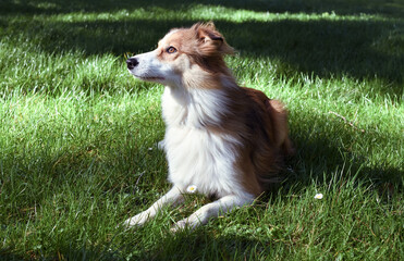 Pretty border collie in the fresh grass