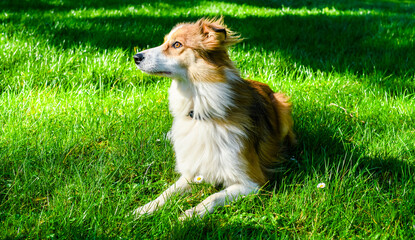 Pretty border collie in the fresh grass