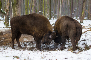Rodzina żubrów  w starym lesie Pszczyny Jankowic Polska © kubikactive
