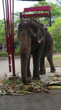 Domesticated Elephant Wearing a Red Tourist Seat Standing Near Feed and Shaded Structures.