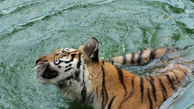 Bengal tiger swimming and cooling off in pond.