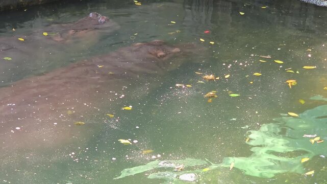 Large Hippopotamus Swimming in Murky Water with Its Head Partially Submerged Above the Surface.