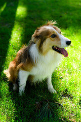 Pretty border collie in the fresh grass