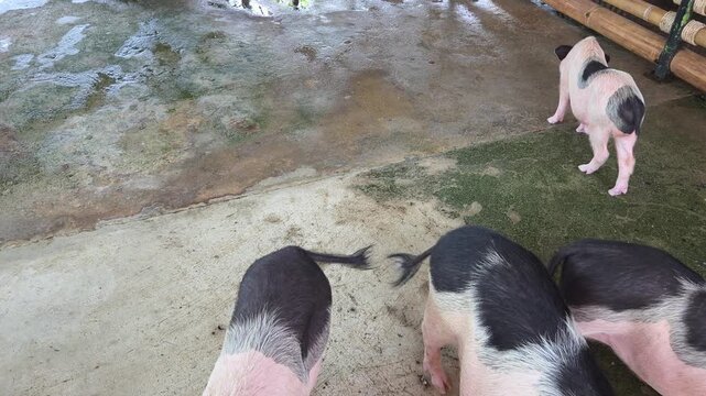 Several Miniature Pigs with Black and Pink Markings Standing on a Concrete Surface.