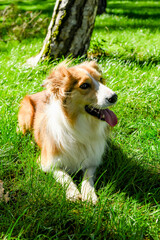Pretty border collie in the fresh grass