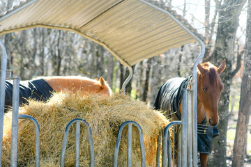 Horses in the pasture near their manger. © Image'in