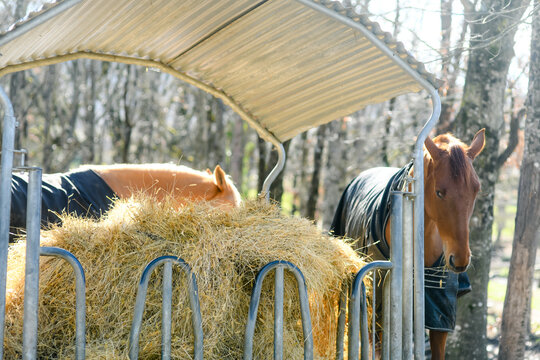 Horses in the pasture near their manger.
