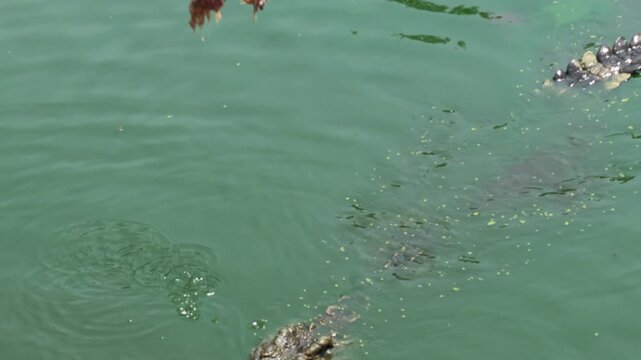 Crocodiles jumping out of water to catch meat during feeding