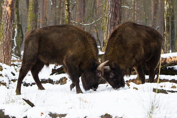 Rodzina żubrów  w starym lesie Pszczyny Jankowic Polska © kubikactive