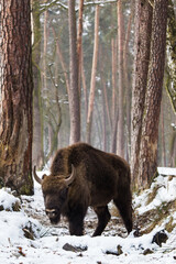 Rodzina żubrów  w starym lesie Pszczyny Jankowic Polska © kubikactive