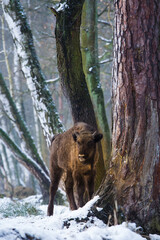 Rodzina żubrów  w starym lesie Pszczyny Jankowic Polska © kubikactive