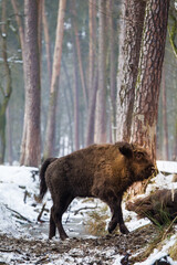 Rodzina żubrów  w starym lesie Pszczyny Jankowic Polska © kubikactive