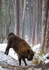 Rodzina żubrów  w starym lesie Pszczyny Jankowic Polska © kubikactive